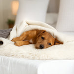 Sheepskin for dogs or cats