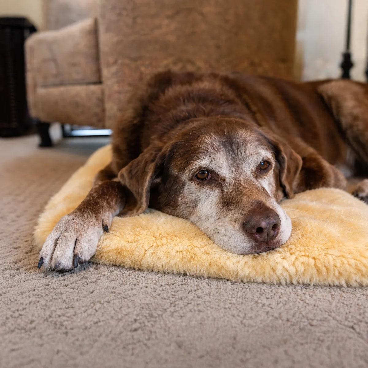 Schafsfell für Hunde oder Katzen