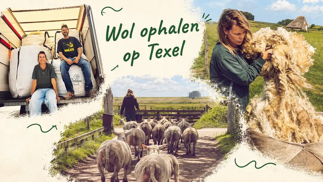 This year’s first Texel wool has arrived